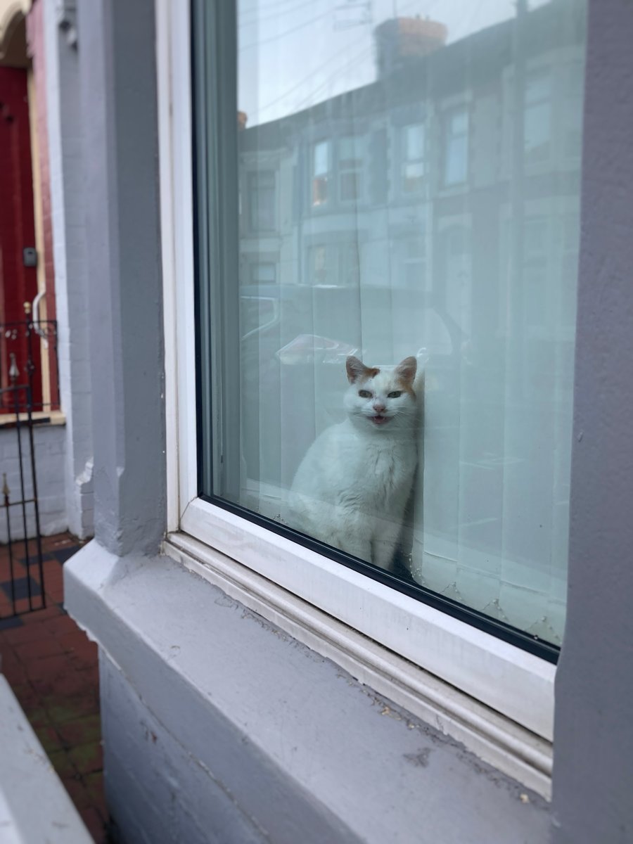 LaikaMuttnik's tweet image. A couple of neighbour cats from a few days ago🐈‍⬛🐈

数日前に見かけたご近所ニャーさんたち。

#cat #passerbycat #windowcat #catsoftwitter #catstagram #猫 #通りすがり猫 #窓猫 #にゃんすたぐらむ