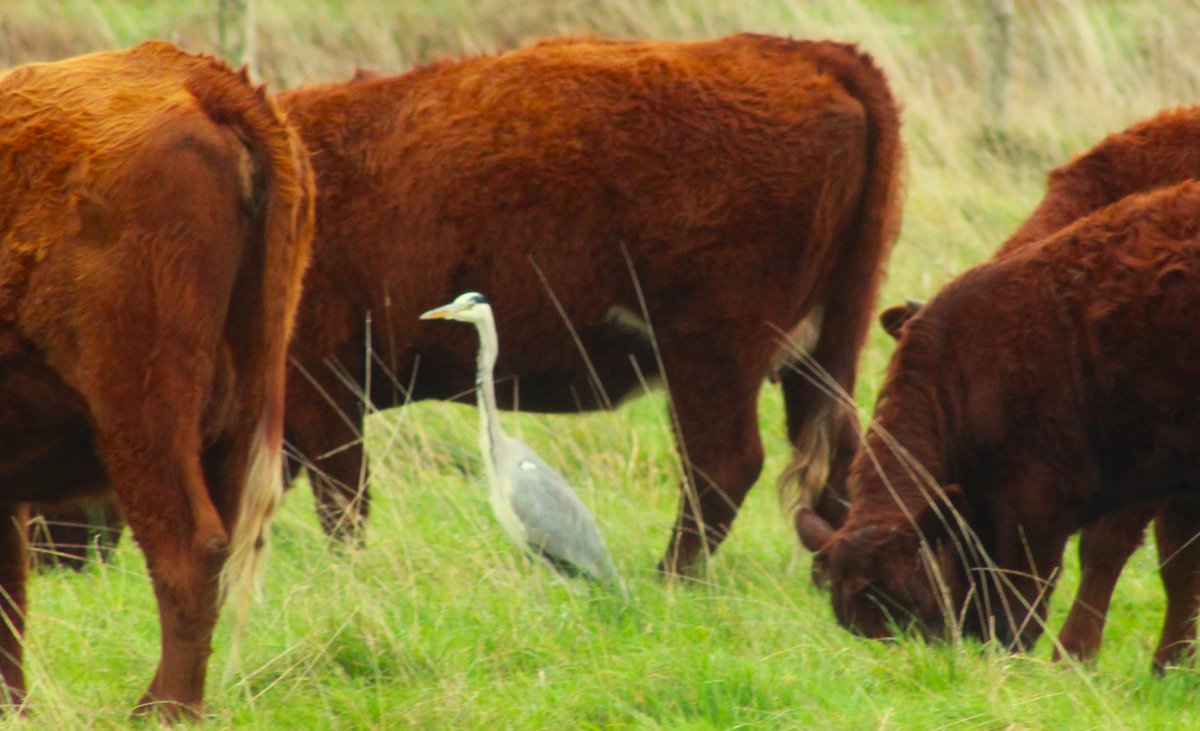 Rode Geuzen (runderras) en Blauwe Reiger, mooie kleurencombinatie
<a href="/KanaalparkR/">Kanaalpark Rosmalen</a> 
<a href="/FREE_Nature/">FREE Nature</a>