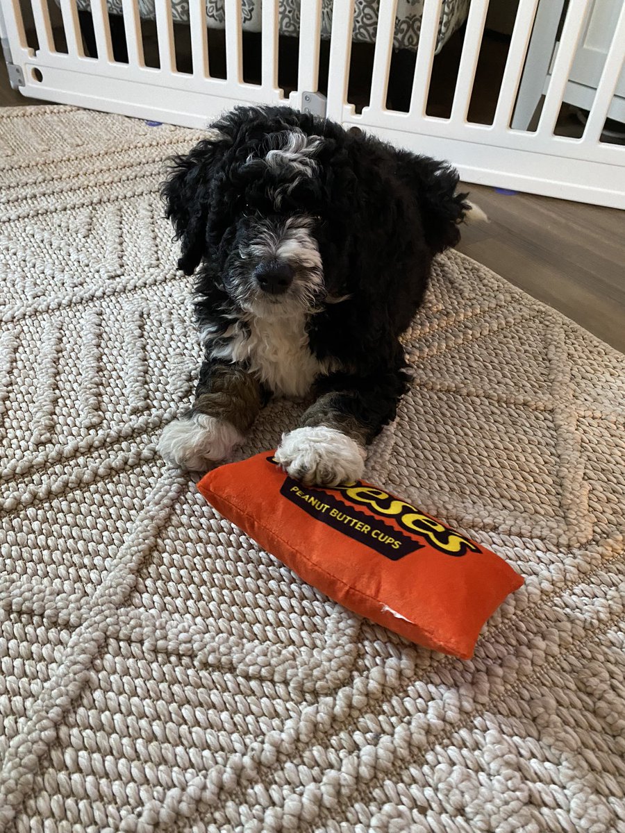 aquinn95's tweet photo. Welcome to the fam, Marshall Mo Peña 🐾 https://t.co/HWVblje8UZ