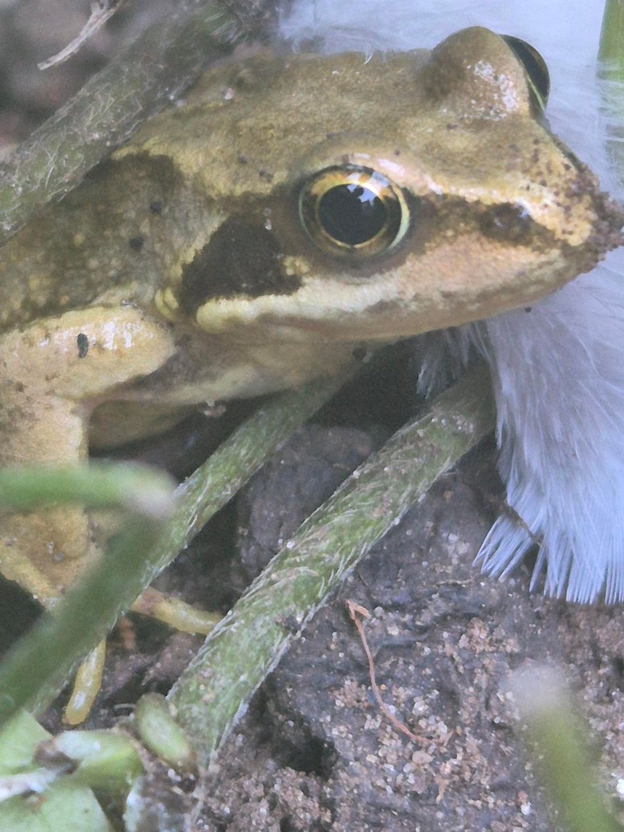 froglifers's tweet photo. Emma, our #TransformingLives Trainee, spotted a #CommonFrog lounging in her garden, soaking up the sun like it owns the place! 

It's a reminder that #nature is always ready to surprise us right at home! https://t.co/pnUzanm0Ql