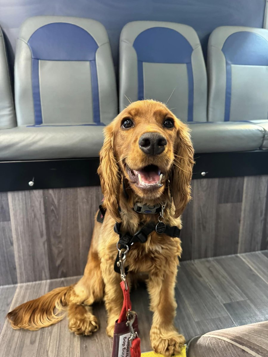 HearingDogs's tweet image. Lovely Libby is heading out and about 🚌

Her future deaf partner might use public transport, so it's important Libby is comfortable with all the sounds and unusual movements.

She took the whole trip in her stride and did a fantastic job, well done Libby! 🎉🐾