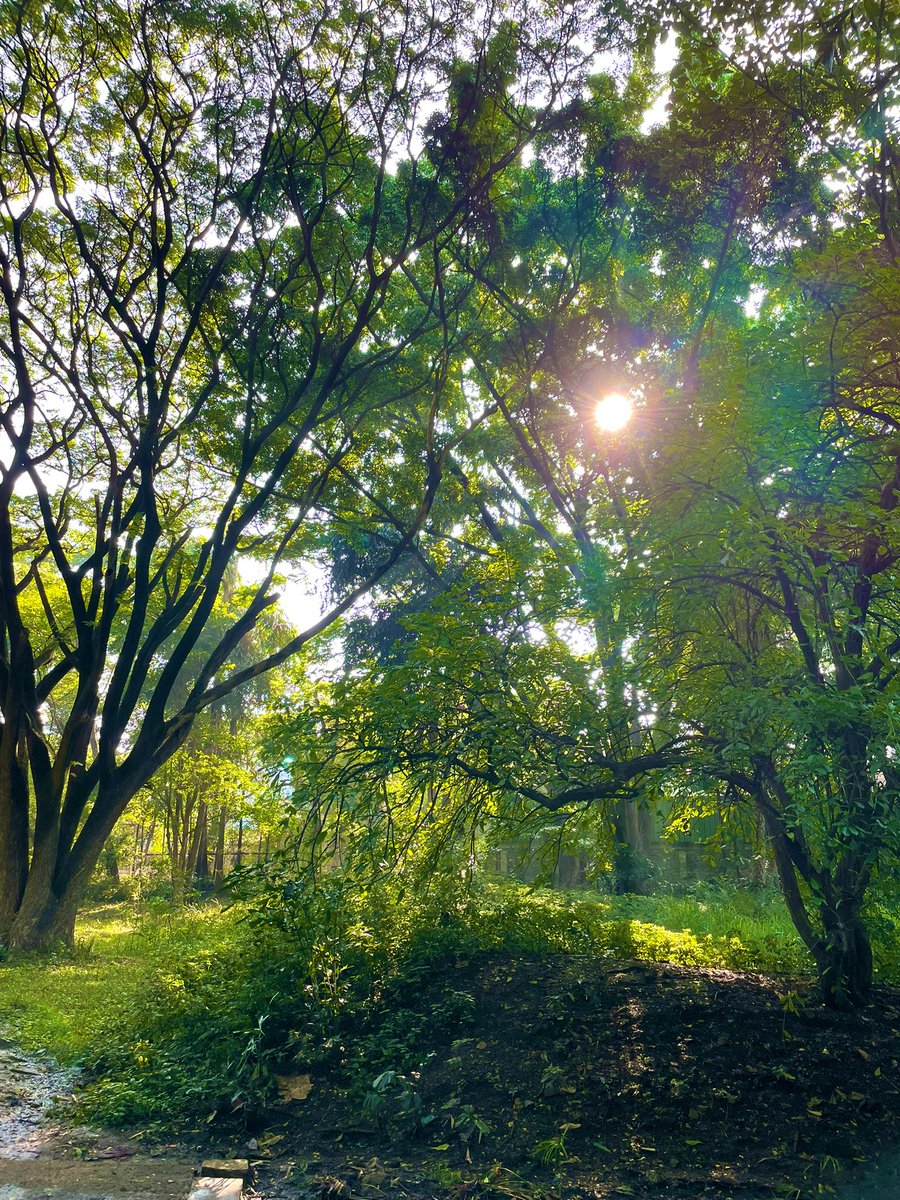 Sunday morning at Osho Park, Pune.