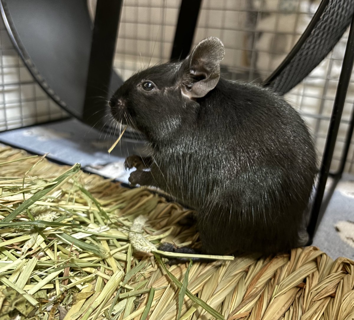 H7ckyhappy's tweet image. もぐもぐ🌱
#デグー
#むぎちょこ