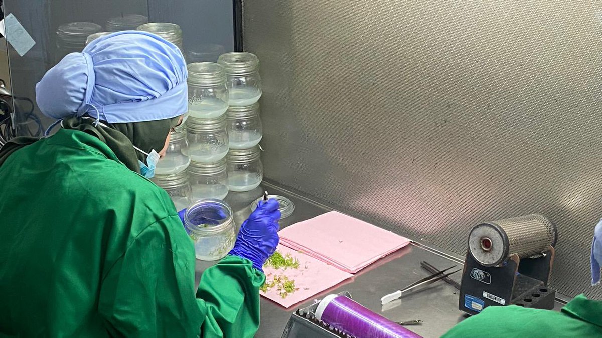 LAN team Rabat in a field visit with the NVWA and LVVN delegation, reinforcing bilateral cooperation between ONSSA and its Dutch counterparts. A significant step in our collaborative efforts.
#NVWA #ONSSA #marketacess