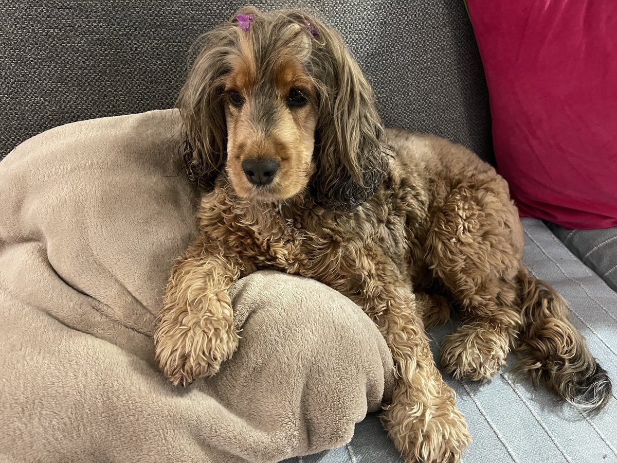 Martha Cocker, Hollywood Actress & Sock Thief tweet media