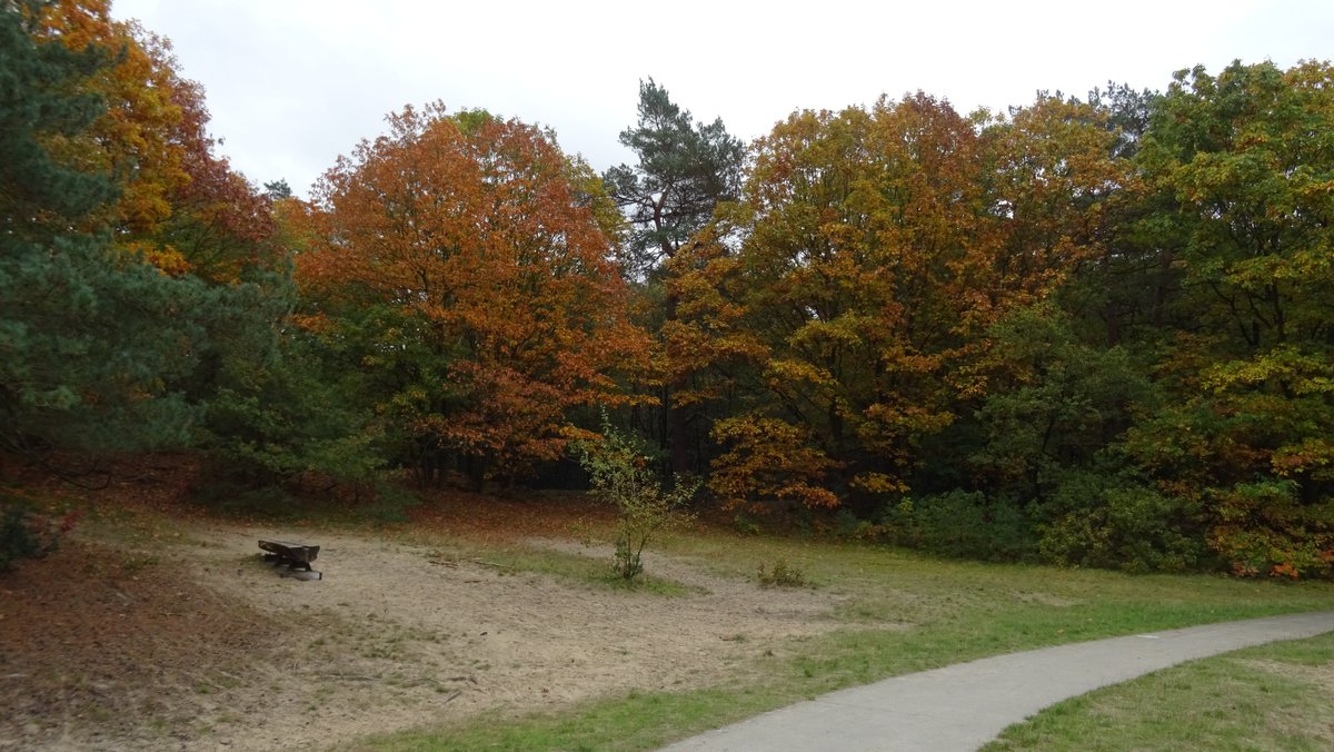 BjT_weer's tweet photo. Goedemiddag
@Weerplaza @weeronline @_weernl @BuienRadarNL @mrmiddendorp @janvissersweer @RaymondKlaassen @StormchaserNL @MarcdeJongRTL @nicolienkroon @WilliamHuizinga @onwukaa @marjondehond
Herfst in de bossen van #Appelscha #Friesland #herfstwandeling #herfst #zondag https://t.co/ubleaTzNSW