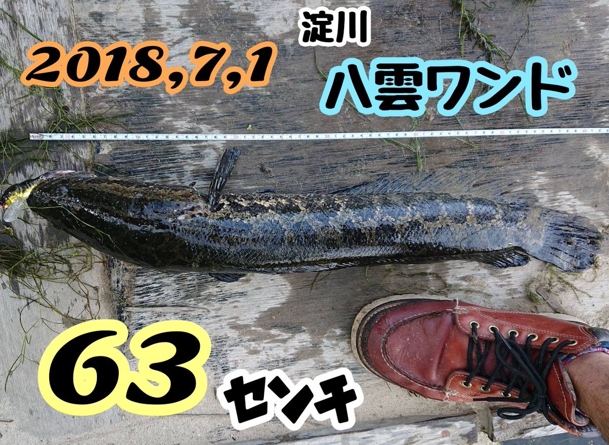 326shinya's tweet photo. 固定更新‼️2024,10,20
☆自己最大記録☆
スモールも更新出来たよ‼️
次は水路でナマズもいってみるよー✌
ラージバス　⇒54㌢
スモールバス⇒35㌢
雷魚　　　　⇒63㌢
ナマズ　　　⇒まだこれから✨
#淀川
#バス釣り https://t.co/l2zsr9gMFG