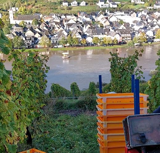 Bioriesling's tweet photo. Weinernte ist immer Teamarbeit. Beim Transport vom Weinberg bis in die Weinpresse sind die Erntehelfer eingebunden.

#Riesling #Weinernte

https://t.co/kVRNYG8zQ9 https://t.co/UZuCLfYSho