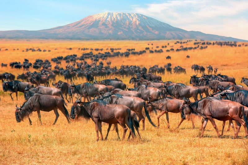 _Life_is_a_jok's tweet photo. @realDonaldTrump Mount Kilimanjaro, Tanzania

#Ukraine #승한복귀_공지해_고소상황_공지해 #بيروت #يحيى_السنوار #MUFC #yahyasinwar #digitalart https://t.co/Qw8gJff76b