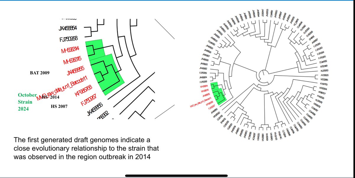 A few points on recent developments in the Marburg response:

- We’ve sequenced the virus genomes from three branches of a single cluster.

- Using genomic tools, we found that all sequences share a single zoonotic origin, meaning the virus jumped from animal to human just once.