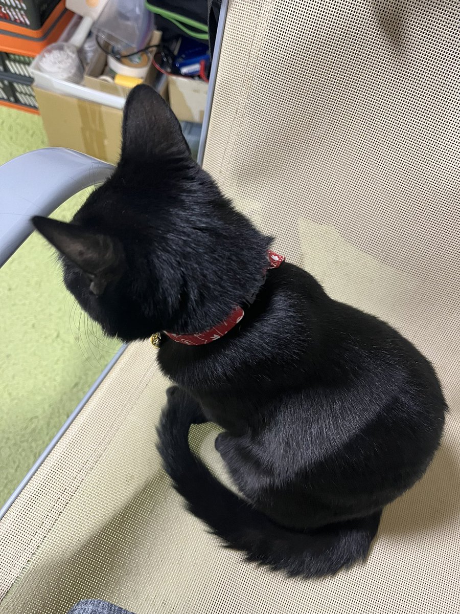 生後6ヶ月の黒猫に撃墜されました