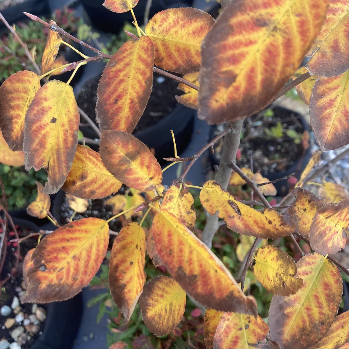 Stephen Archibald tweet media