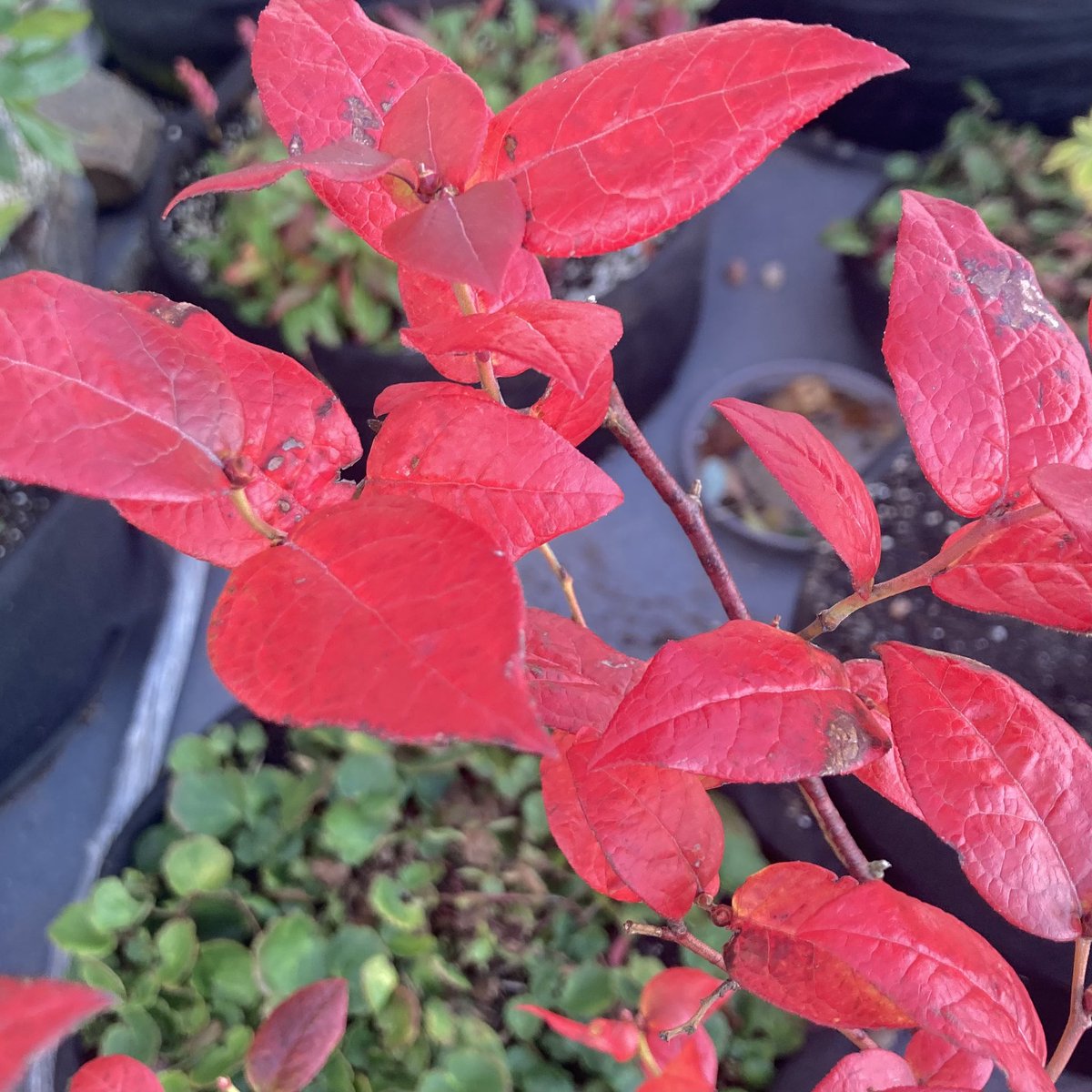 Stephen Archibald tweet media