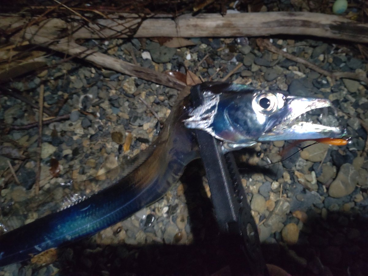 gorigorimanx's tweet photo. 今シーズン初太刀魚🎵🎵🎵 https://t.co/OZDVHEIaLq