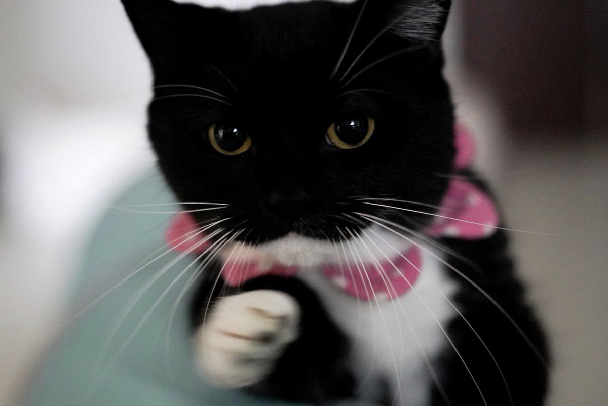 unicouniuni3's tweet image. 最強パンチ！

Uni's strongest punch! :3