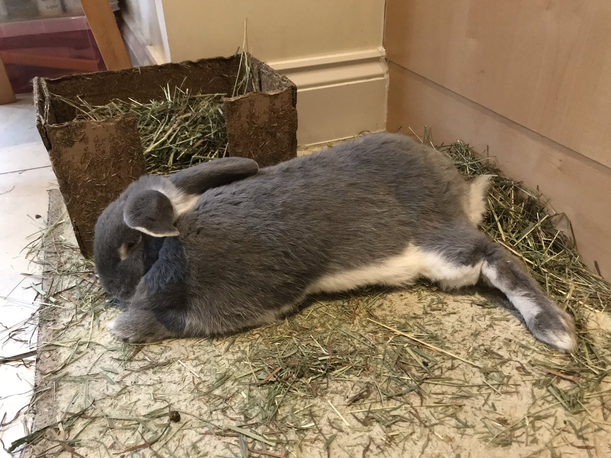 rocky_mikey's tweet photo. Bunday afternoons #rabbits #pets #bunnies #bunob https://t.co/5lNk5yCId1