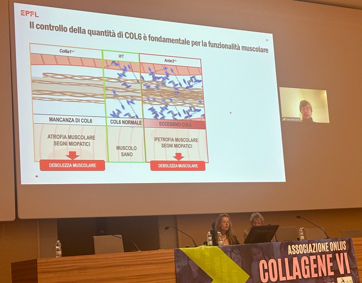 Bonaldo Lab tweet media