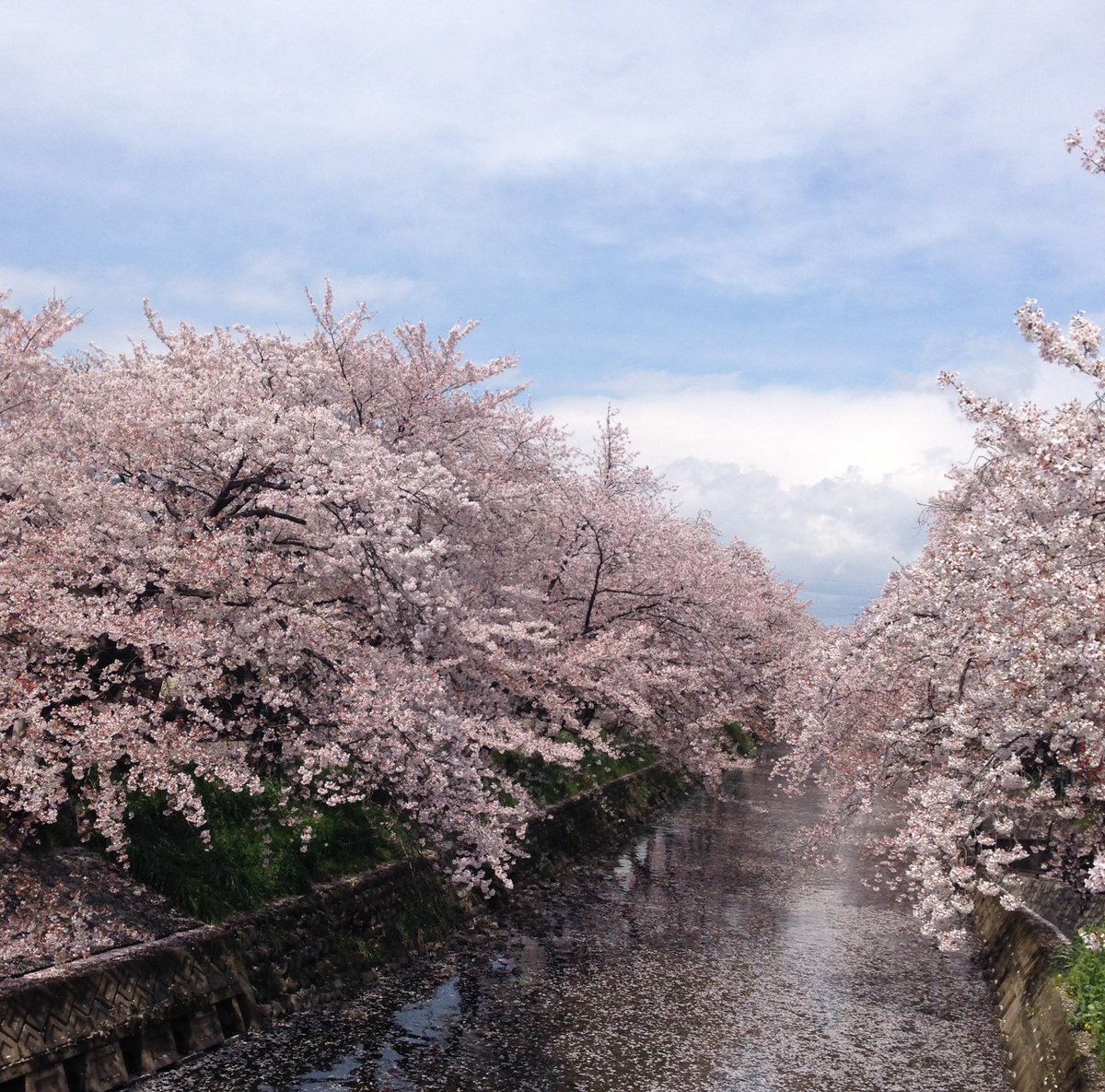 B1_SARD_sab's tweet image. 今日、ナンカノユメのGt. daishiさんと話していて、大阪に来る前に住んでいたのが、私の自宅の隣の市だった事が判明。

そして、サクラソラは、そこにある桜の名所をイメージして作ったとの事。

その桜の名所の写真がコチラ。

#ナンカノユメ
#daishi
#サクラソラ