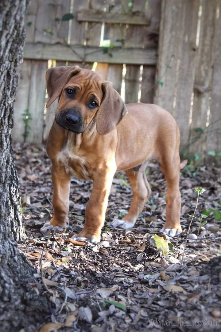 pablocasx1's tweet photo. LA MISIÓN ESPIRITUAL DE TU PERRO

¿Sabias que tu perro además de hacerte compañía, ha venido con una misión espiritual para apoyarte en los momentos mas difíciles de tu vida?

Los perros son criaturas que se dejan llevar por el amor, el cariño y el cuidado. Son honestos, leales y en extremo fieles. Sí, son animales pero tienen una forma de ser que los ha hecho ganarse el título de “El mejor amigo del hombre”. Entonces, también podrás creer que los perritos puedan ser ángeles que andan entre nosotros con una misión especial para la humanidad.

Los perros son terapeutas emocionales, jamás dudarían en acercarse a ti y darte un buen lengüetazo y acompañarte si te sientes triste o desanimado. Su misión puede estar dedicada a una sola persona o a todo un colectivo. Muchos perros hacen labores impresionantes con una persona o pueden impactar a todo un grupo de personas como lo sería una familia. Una mascota canina en una familia se convierte en un amigo inseparable, pero hay algunos secretos detrás de esa amistad.

Son protectores energéticos

Los perros son ángeles protectores que absorben tanto de ti como de los lugares que habitas las vibraciones de desbalance. Después se purgan con agua, plantas y otros elementos. Ellos hasta se sacrifican por ti cuando hay malas energías que pueden afectarte. Saben cuál es su misión y no dudan en protegerte de lo que sea. Algunas muertes repentinas de perros se deben a esas energías fuertes que absorben.

Una buena forma de purgar esa mala energía de los animalitos es dándoles mucho afecto y cariño. Las caricias les devuelve la alegría.

Ellos te eligen a ti

Más allá de lo que crees, ellos te eligen a ti y no al contrario. Incluso cuando tienes la oportunidad de “elegir” entre muchos perritos, el que te ha elegido se acercará a ti y ganará tu confianza y cariño para que lo selecciones. Y sabrás que has elegido bien, pero no fuiste tú quien eligió.

Son portadores de amor incondicional

Los perros son fieles. A diario te darán muestras de humildad y amor incondicional.Jamás sentirás que tu perro te ha olvidado porque siempre llega a saludarte, mueve su cola de felicidad al verte aun si solo pasaron 5 minutos desde que te dejaron de ver.

Los ángeles caninos pueden crear un vínculo tan especial que incluso la muerte de la persona que más amaban los puede deprimir al punto de dejarse morir porque su misión ya no tiene fin en el mundo, ya no le encuentran el sentido a la vida. Se han conocido casos de que la pérdida del amigo humano lleva a esas mascotas a padecer de una espera “eterna”, la esperanza de que vuelva, y si comprenden que se ha ido para siempre se dejan morir para reunirse con él en otro plano de conciencia.

Son sensibles a vibraciones de todo tipo

Están conectados con vibraciones muy elevadas y son increíblemente sensibles.Ellos son capaces de percibir mucho más de lo que imaginas, son radares energéticos, siempre están alertas incluso cuando los ves descansando. Tienen una sensibilidad auditiva impresionante, al igual que su olfato y visión. Pueden ver a través de dimensiones y planos que las personas no pueden percibir. Es por ello que se ponen inquietos y ansiosos ante una presencia extraña.

Son los perfectos terapeutas emocionales

A nivel personal siempre estarán pendientes de su dueño y la familia que los haya acogido. Velan que todo esté siempre en armonía. Cuando sienten tristeza, depresión, desamor o cualquier sentimiento negativo, buscan la forma de mejorar tu estado de ánimo. El movimiento de su cola emite ondas vibracionales que armonizan el ambiente. Son señales de amor.

Los perros son los mejores amigos, los mejores compañeros de vida; son juguetones e inocentes, ellos simplemente son ángeles que van en 4 patitas alegrándote la vida.

De la red.
-------

#MCSS