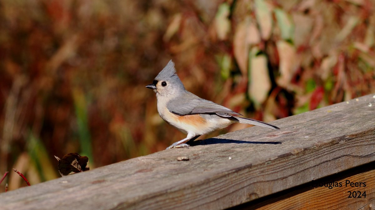 a tufted titmouse for a belated #featheredfriday
