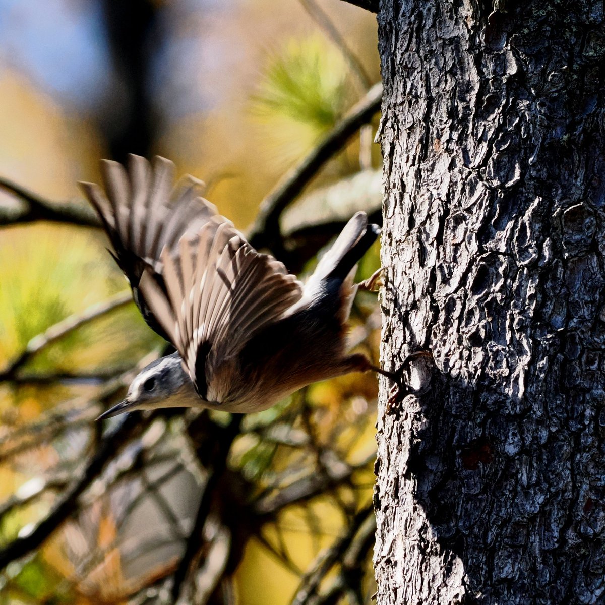 Nuthatches