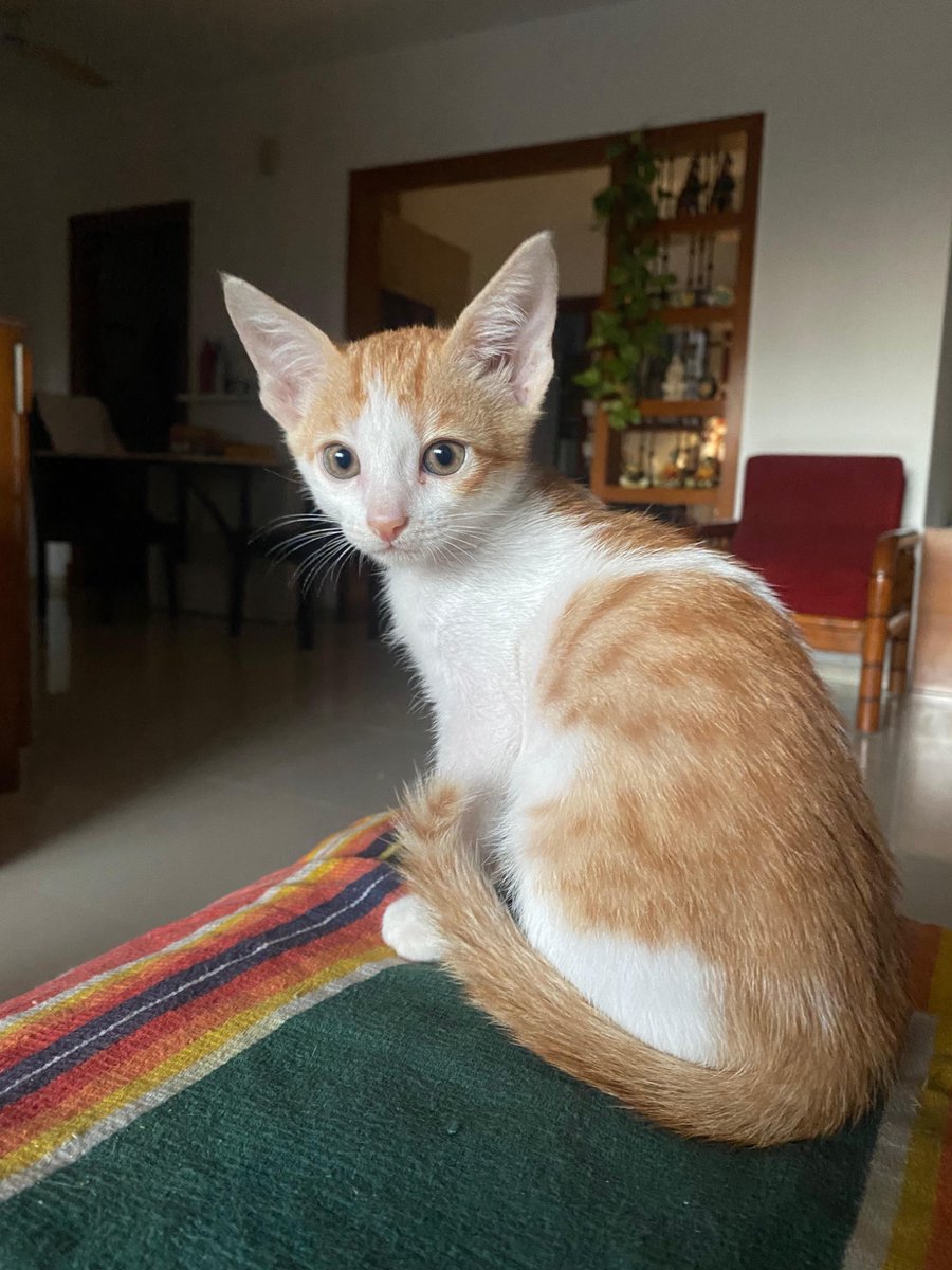 rushiness's tweet photo. Sweet 2 month ol kitty - Teenu aka Nandu is looking for his forever home in #Bangalore . He is a furball of energy, playful and loves to keep his humans entertained and amused. Please share to help find him a sweet family. DM if interested to adopt Teenu. https://t.co/YdAftrKm1d