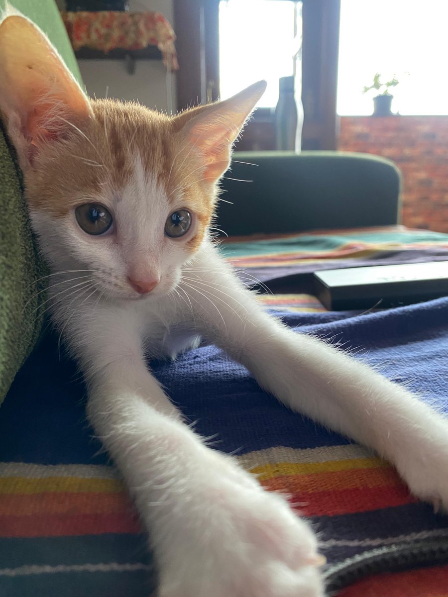 rushiness's tweet photo. Sweet 2 month ol kitty - Teenu aka Nandu is looking for his forever home in #Bangalore . He is a furball of energy, playful and loves to keep his humans entertained and amused. Please share to help find him a sweet family. DM if interested to adopt Teenu. https://t.co/YdAftrKm1d
