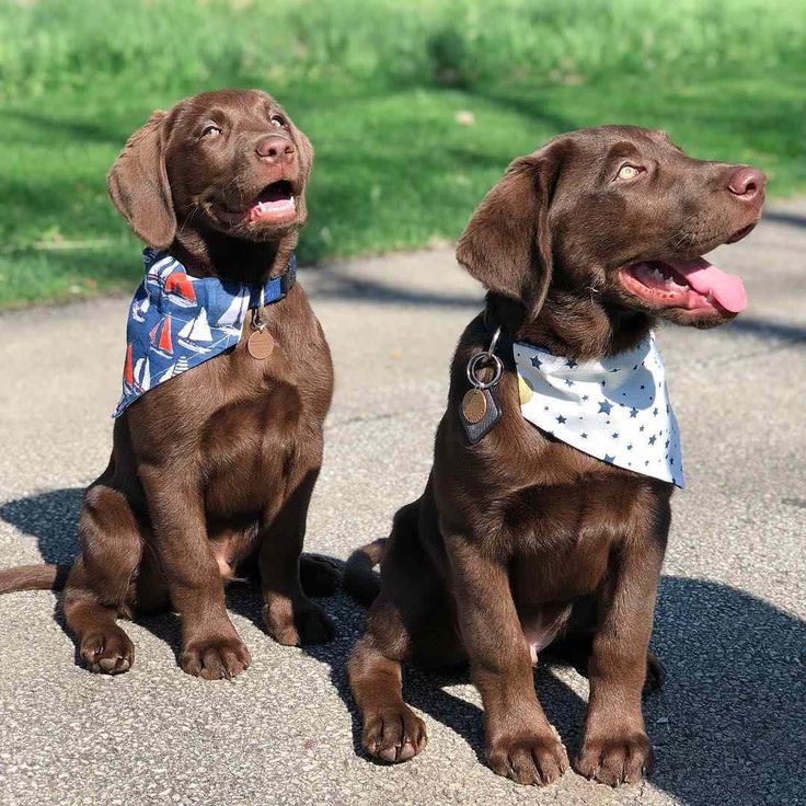 Labrador Lover tweet media