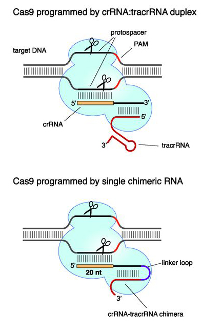 12 years ago, the revolutionary genetic tool #CRISPR/Cas9 was published in Science, work that <a href="/e__charpentier/">Emmanuelle Charpentier</a> and @doudna_lab won a #NobelPrize for in 2020.

On #WorldCRISPRDay, read the landmark paper that describes the discovery: bit.ly/3BO74LP