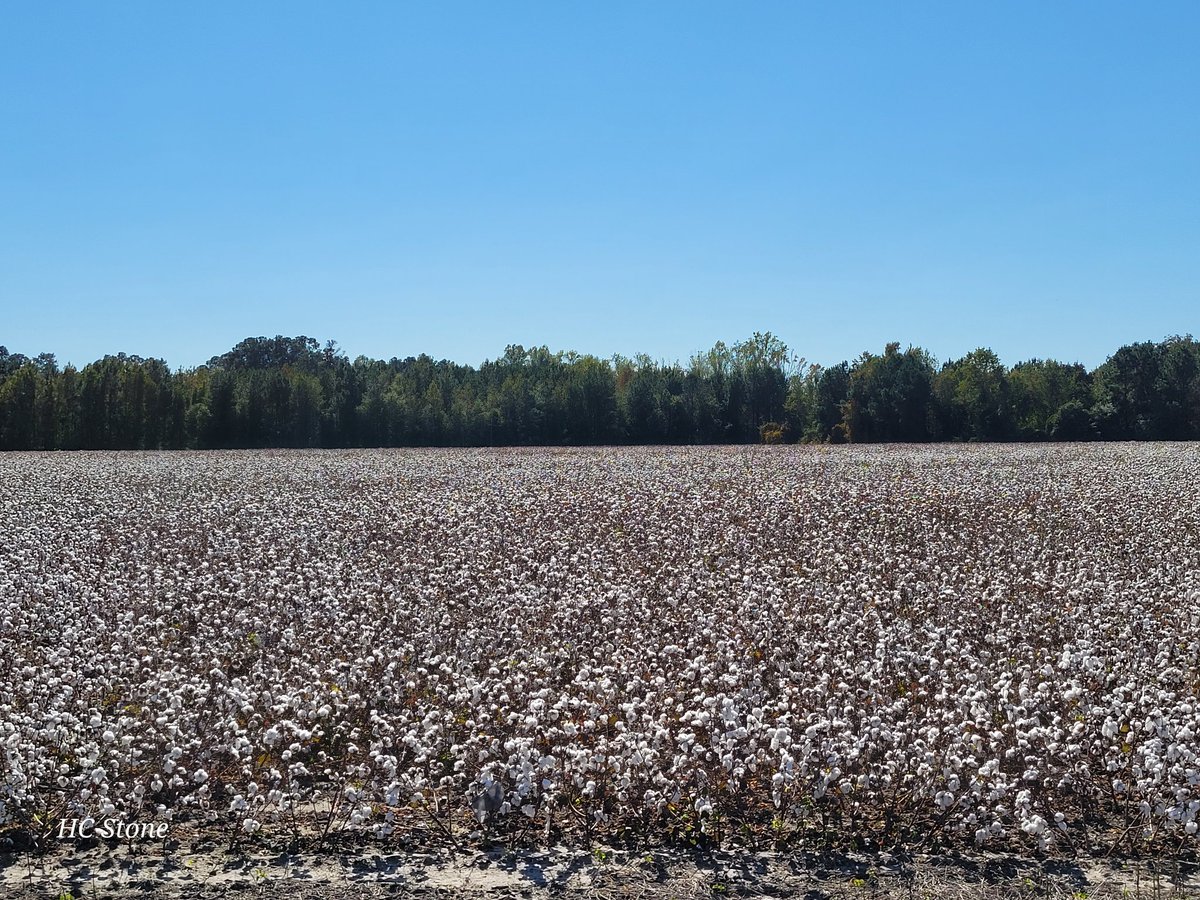 4ModelerSociety's tweet photo. Cotton fields in #RuralSC 
Latta, South Carolina https://t.co/ucbvRt0uEo