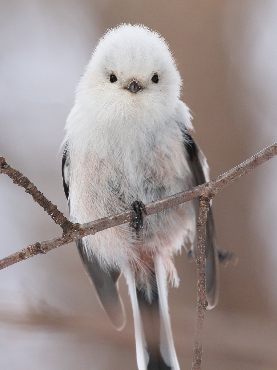 フォロワーさん777,777人達成できたら写真集を出せることになったから応援してもらえるとぼくは嬉しい（・▴・）