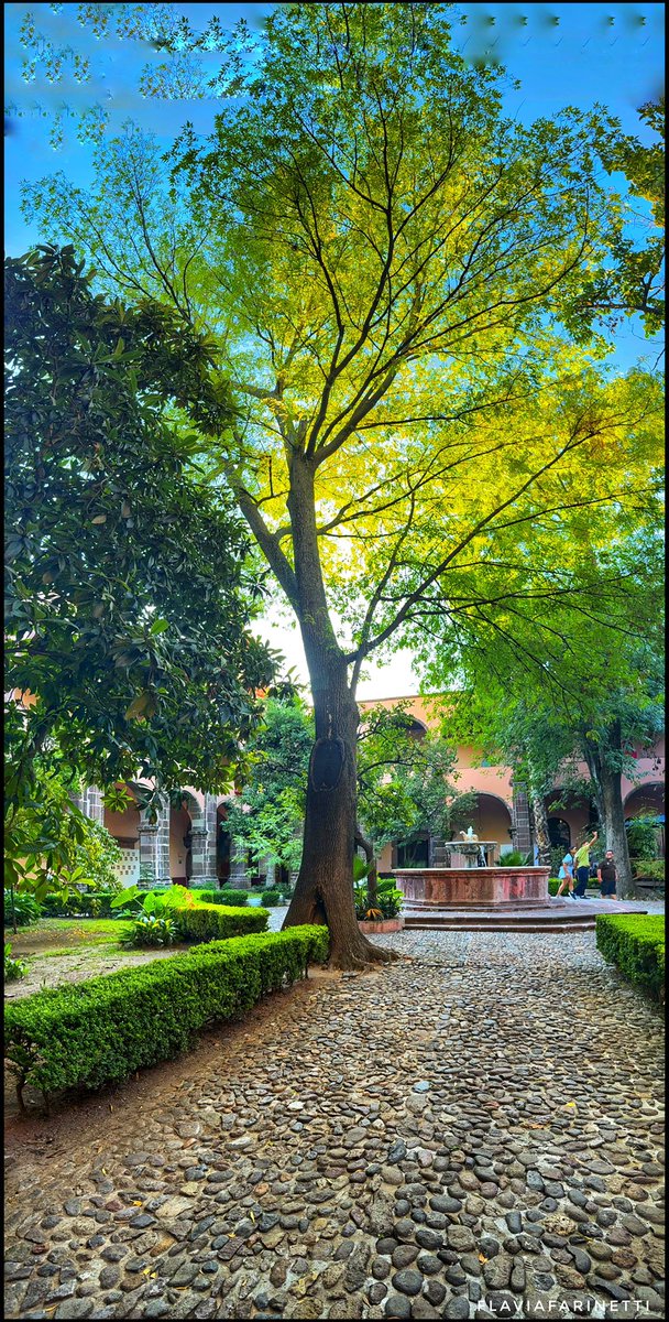 FlaviaF_1310's tweet photo. @xobreex3 More #trees 🌲🌳 for this weekend challenge 💚 #Treephoto #SMA #mexicolors #sunday #sundayvibes #HappySunday ! https://t.co/JjklIKU25b
