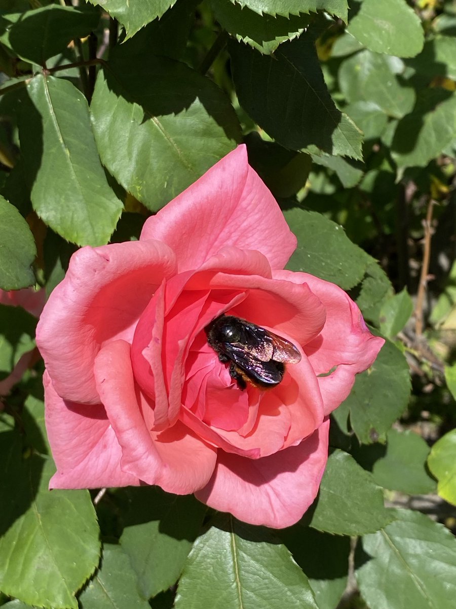 walmafe1's tweet photo. 🐝🌺🌿☀️ https://t.co/chikaopszP