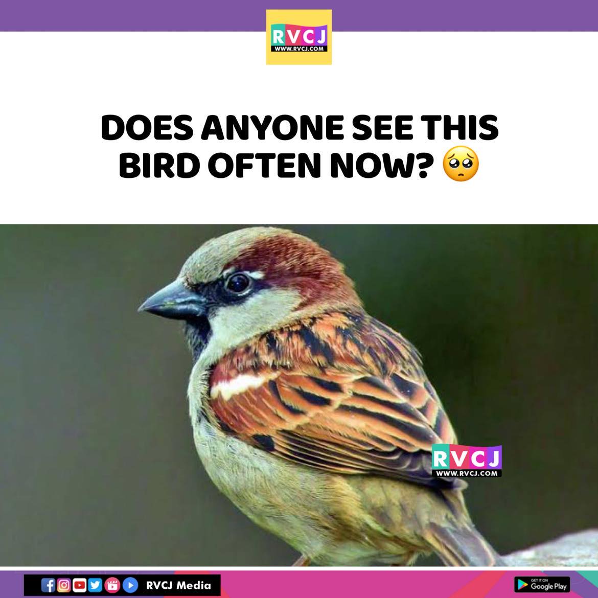 RVCJ Media tweet media