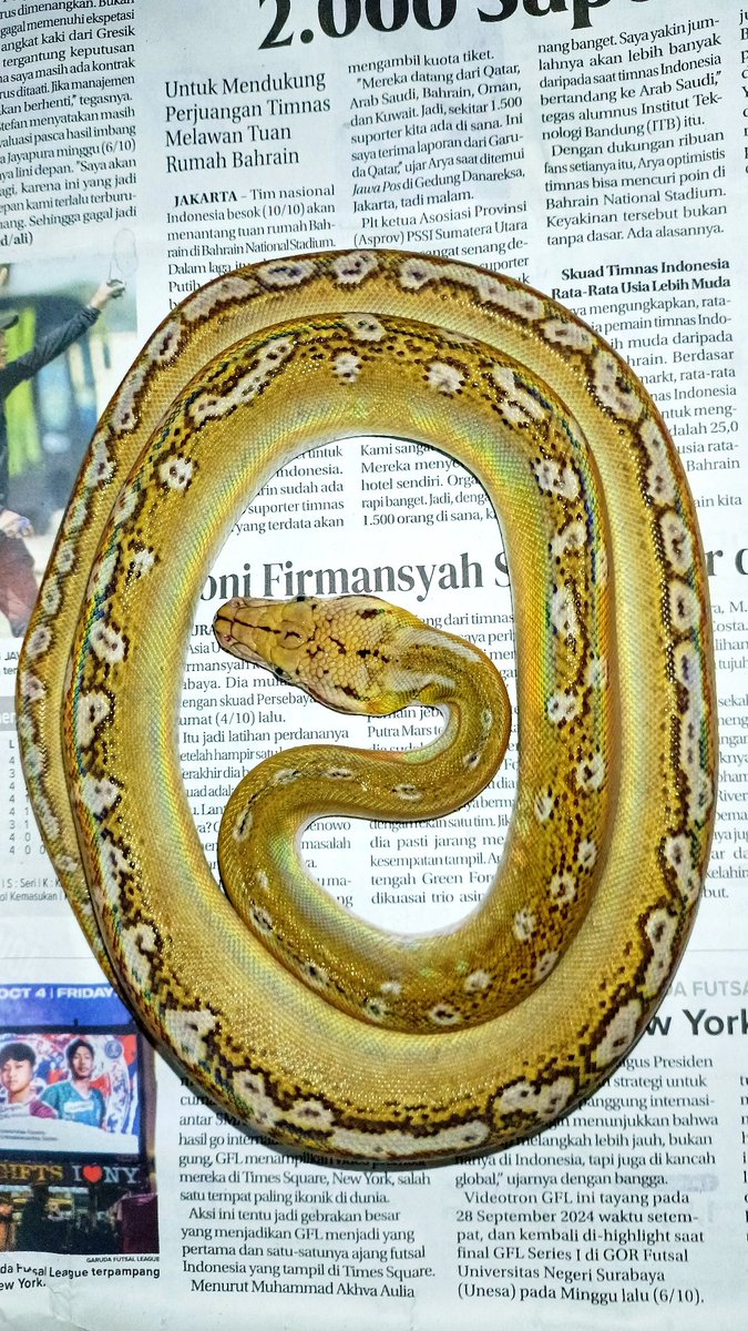 peter_skink's tweet photo. 輝く✨✨✨
Phantom Motley Platinum het albino https://t.co/q3VCRXaRH3