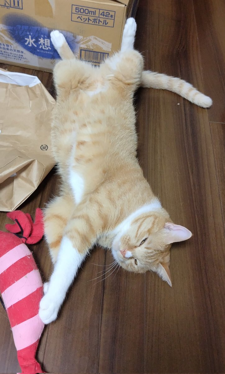 みお (@mi_nyan_o) on Twitter photo 