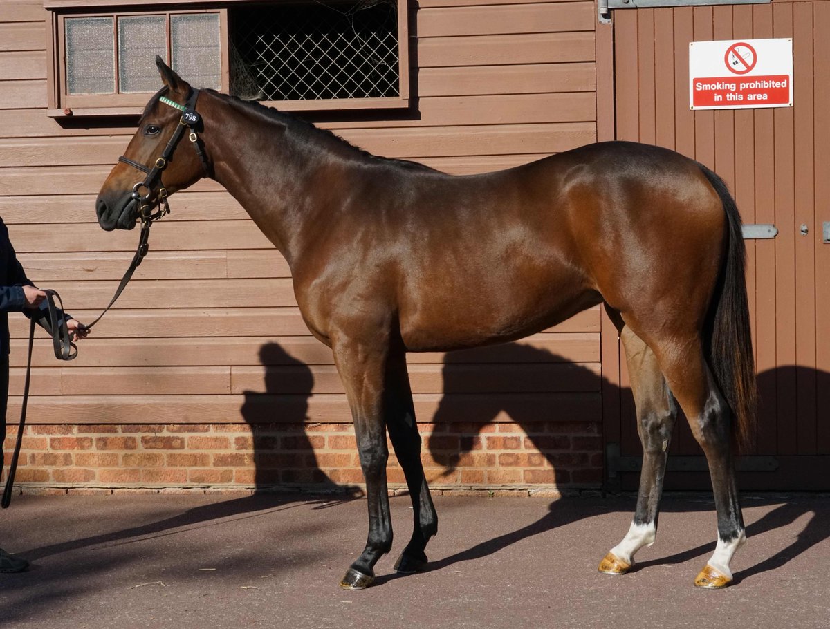 TDE_Syndicates's tweet photo. We have added two new yearlings to our syndicate this last week at @Tattersalls1766 Book 2. A lovely Lope De Vega colt and a gorgeous Dark Angel filly both out of black-type mares! More details to follow on our website soon. #CouldBeAnything #Exciting https://t.co/rIxDqVfWdW