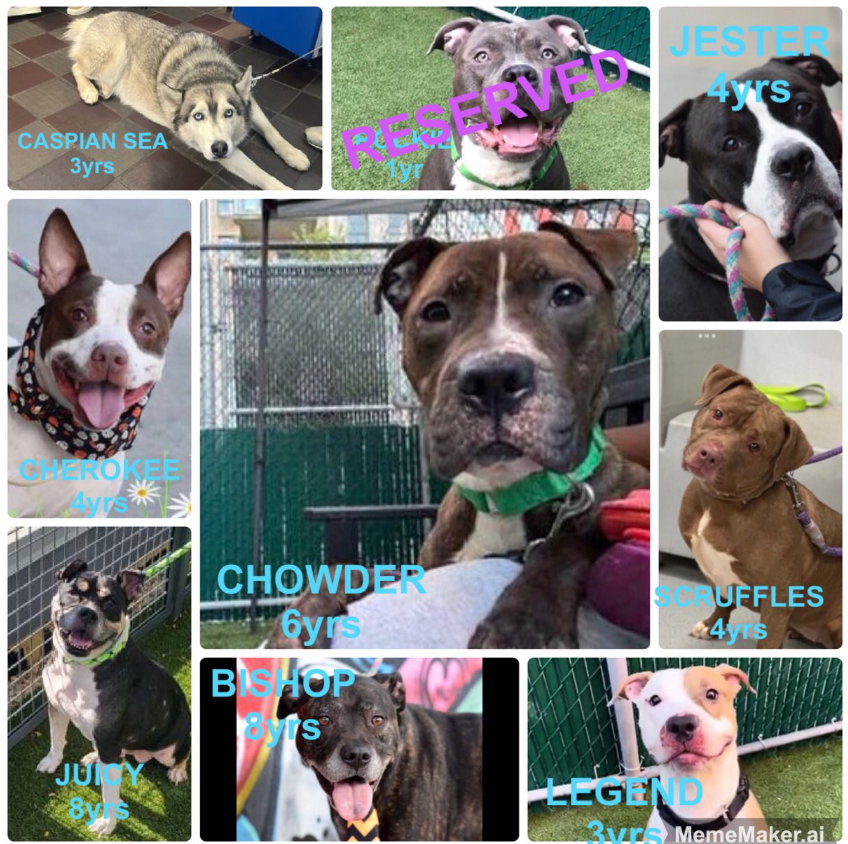 NMBewitched's tweet photo. #NYCACC Kill Commands 10/20
#sundayvibes
#FostersSaveLives
ACC is killing faster & this is their #KillDay
Wish to #pledge put it on this thread 🙏
Feeling like a Hero? Wish to #Foster💜
DM @notthesameone2 https://t.co/HAtJVR81nZ