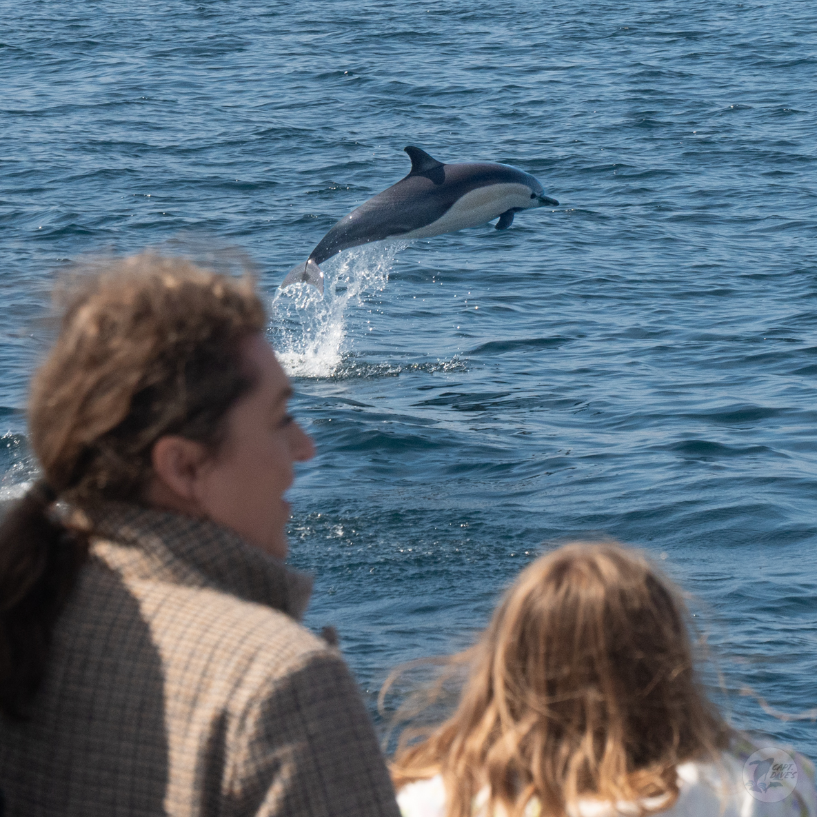 DolphinSafari's tweet photo. Have you made time for a moment with wildlife lately? Talk about a "dol-fun" time! Book your day of wonder at https://t.co/PFHU6tXgEd.
#commondolphin #whalewatchingtour #dolphinsafari #familyfun #captdaves #visitdanapoint #visitcalifornia https://t.co/blDhFJlp16