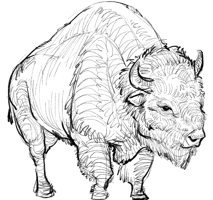 12catttt's tweet photo. animal sketch https://t.co/P0277b0uEh