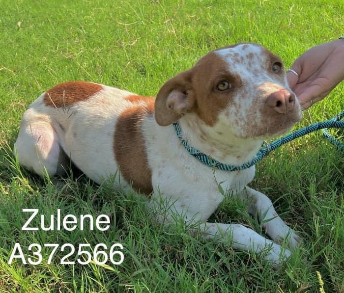 Lisa Brabson. tweet media