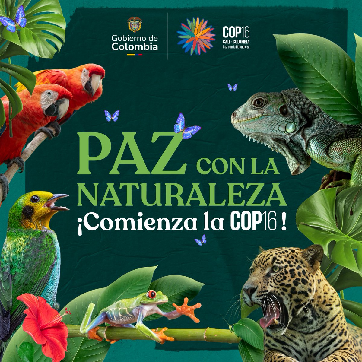 Comienza la #COP16Colombia, el evento de biodiversidad más importante, que reunirá en la ciudad de Cali a líderes de todo el mundo para establecer compromisos destinados a la conservación de la biodiversidad y al fortalecimiento de políticas ambientales a nivel global.