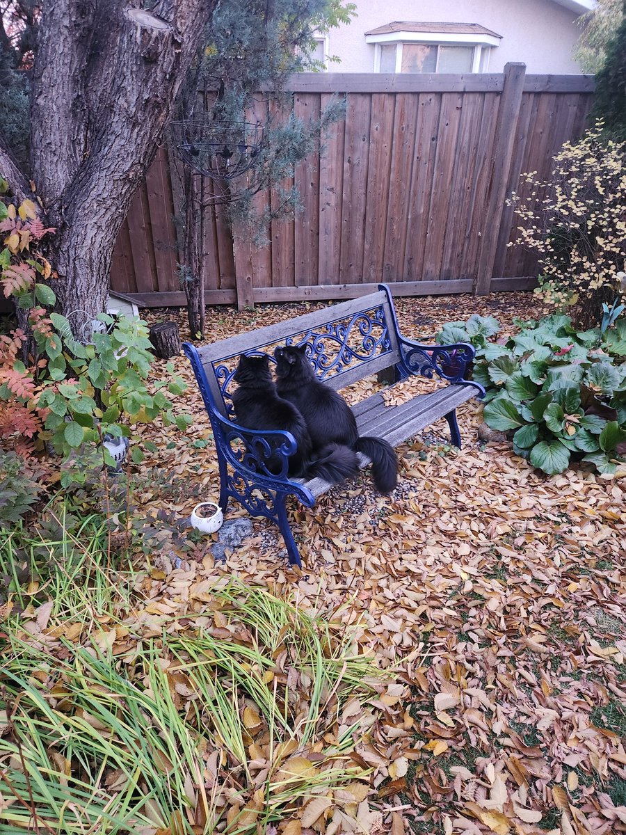 FuzzLiteyear's tweet photo. #yegfall Donny and Honcho look for birds https://t.co/pq4YsCNkql
