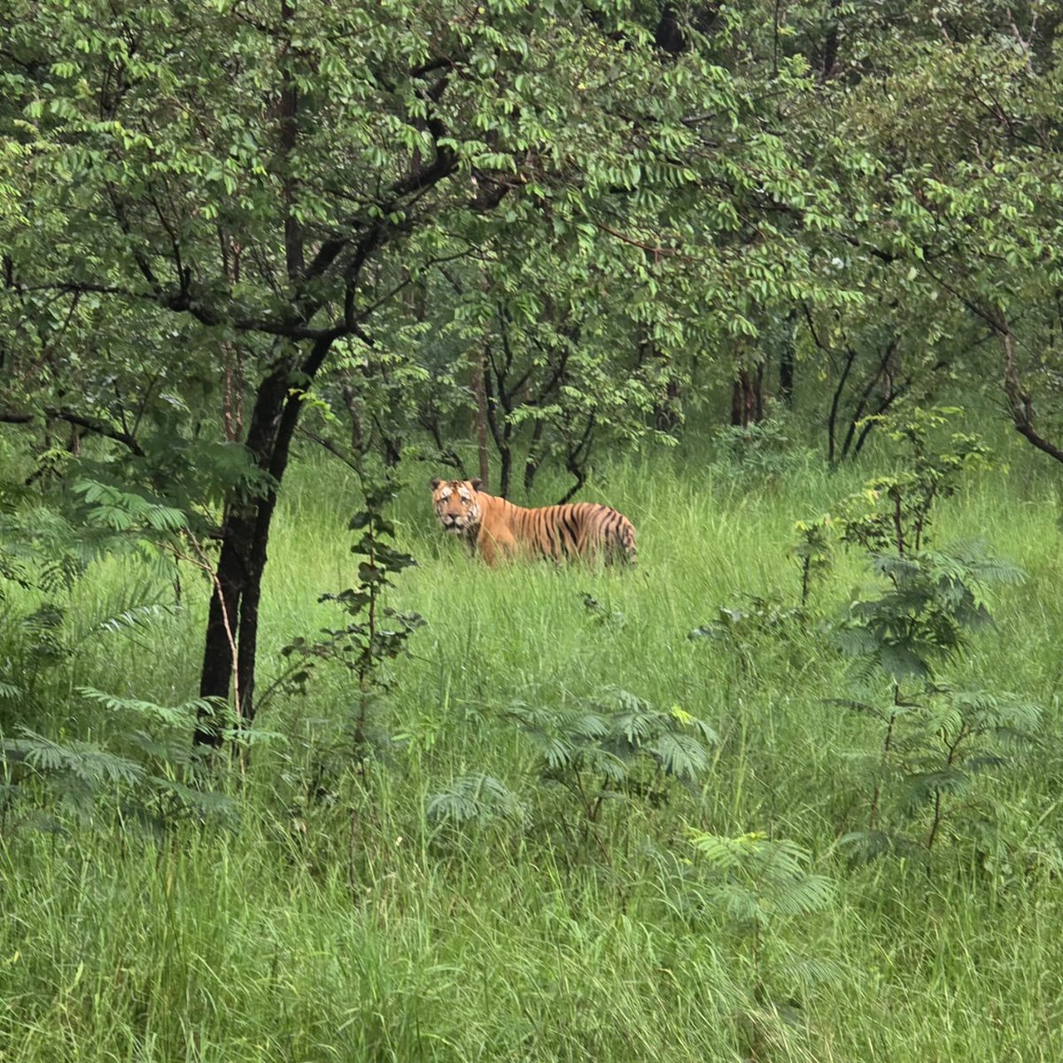 The onset of winter is also increasing the sighting of these majestic beauties. Gear up, visit us and have a wonderful experience with us.
Pic - Male tiger shot in Tummalabailu eco-tourism site

<a href="/PawanKalyan/">Pawan Kalyan</a> <a href="/ntca_india/">National Tiger Conservation Authority</a> <a href="/AndhraPradeshCM/">CMO Andhra Pradesh</a> <a href="/Tigers4Ever2010/">Tigers4Ever</a> <a href="/moefcc/">MoEF&CC</a> @tigersinthewild