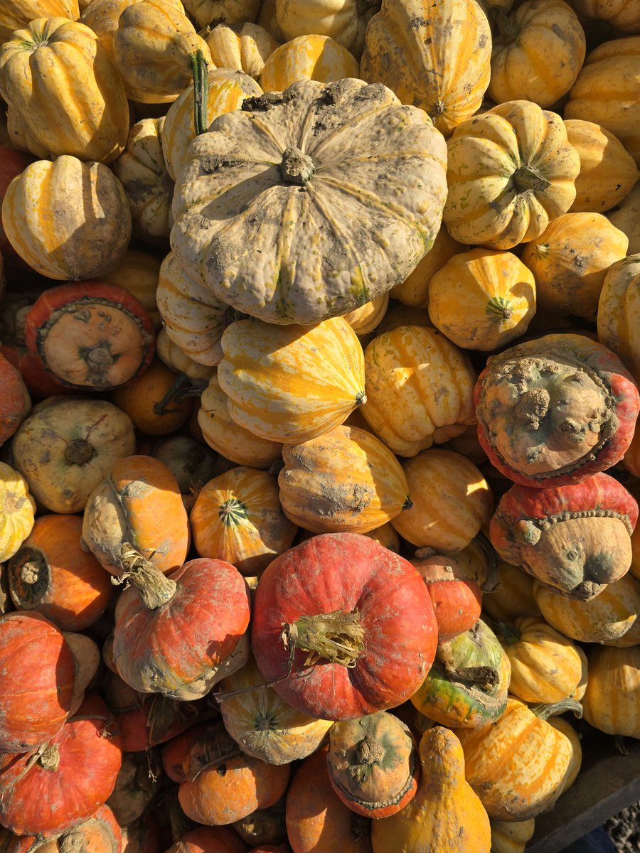 Joanna - Travel Creator | Food | Niche SEO tweet media