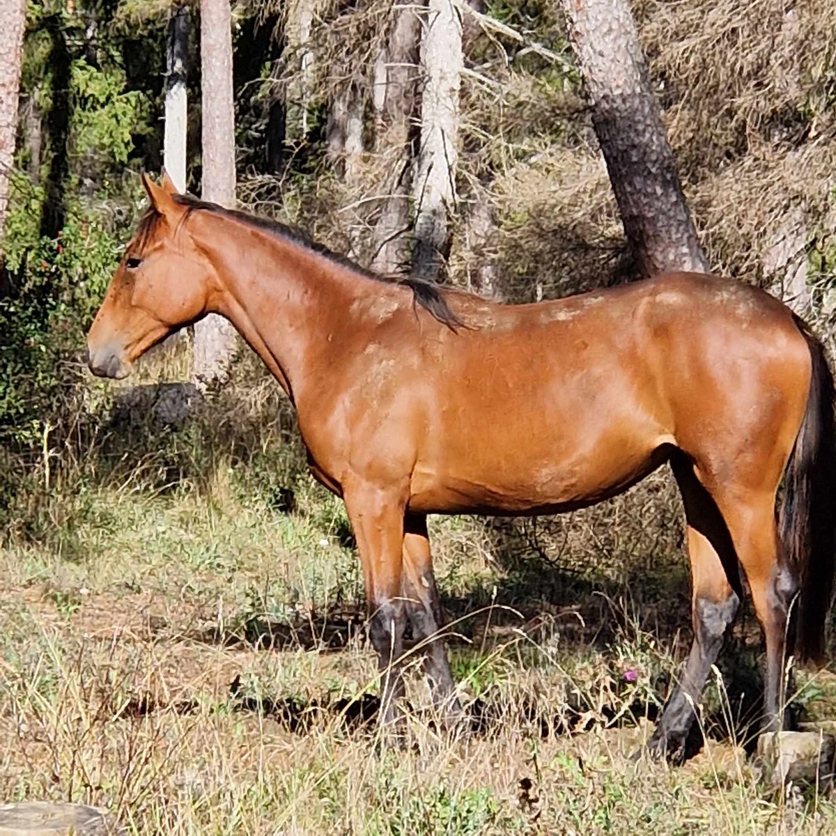 Den här bedårande damen vill hamna hos en duktig tränare nu! Själv har jag avvecklat verksamheten, så kom och köööp! <a href="/AurcyD/">Flocki d'Aurcy</a> - Juliana Z. Jullan har ju lämnat så många fina ungar, trots att de bara varit hos en plutt-tränare i form av mig. Det här är hennes sista avkomma! 🤩❤️