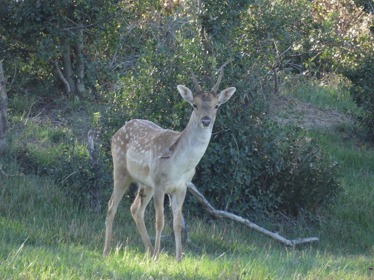 Pere Alzina tweet media
