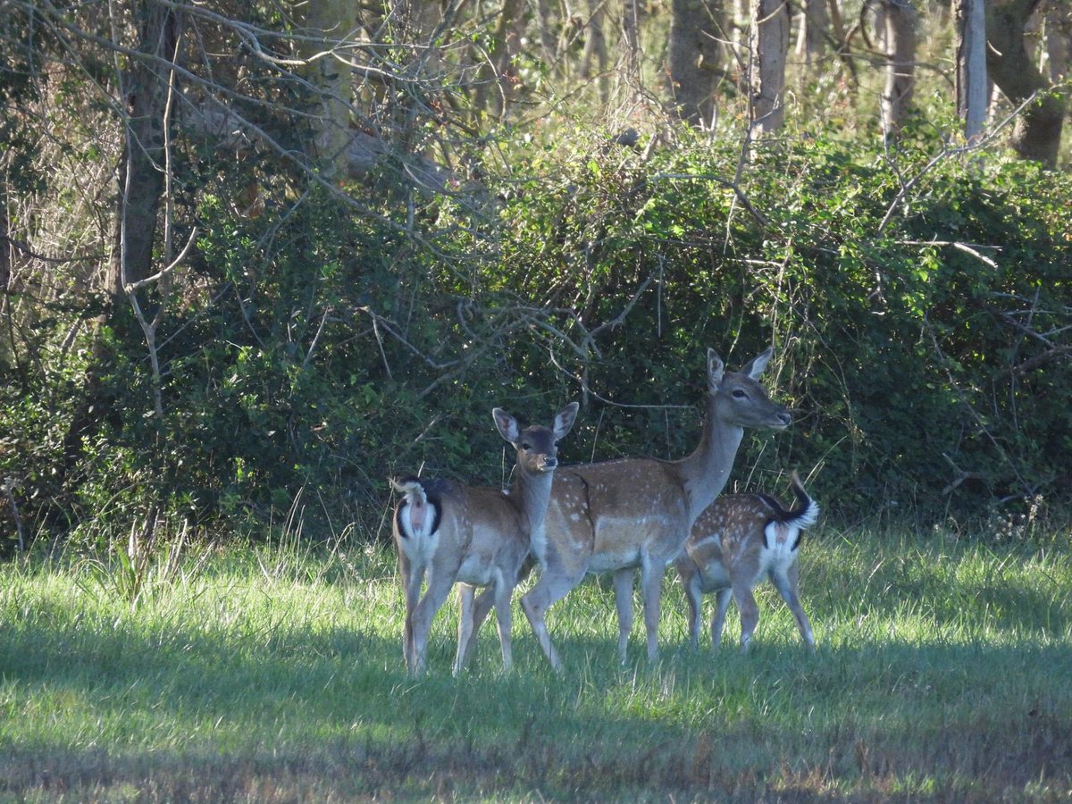 Pere Alzina tweet media