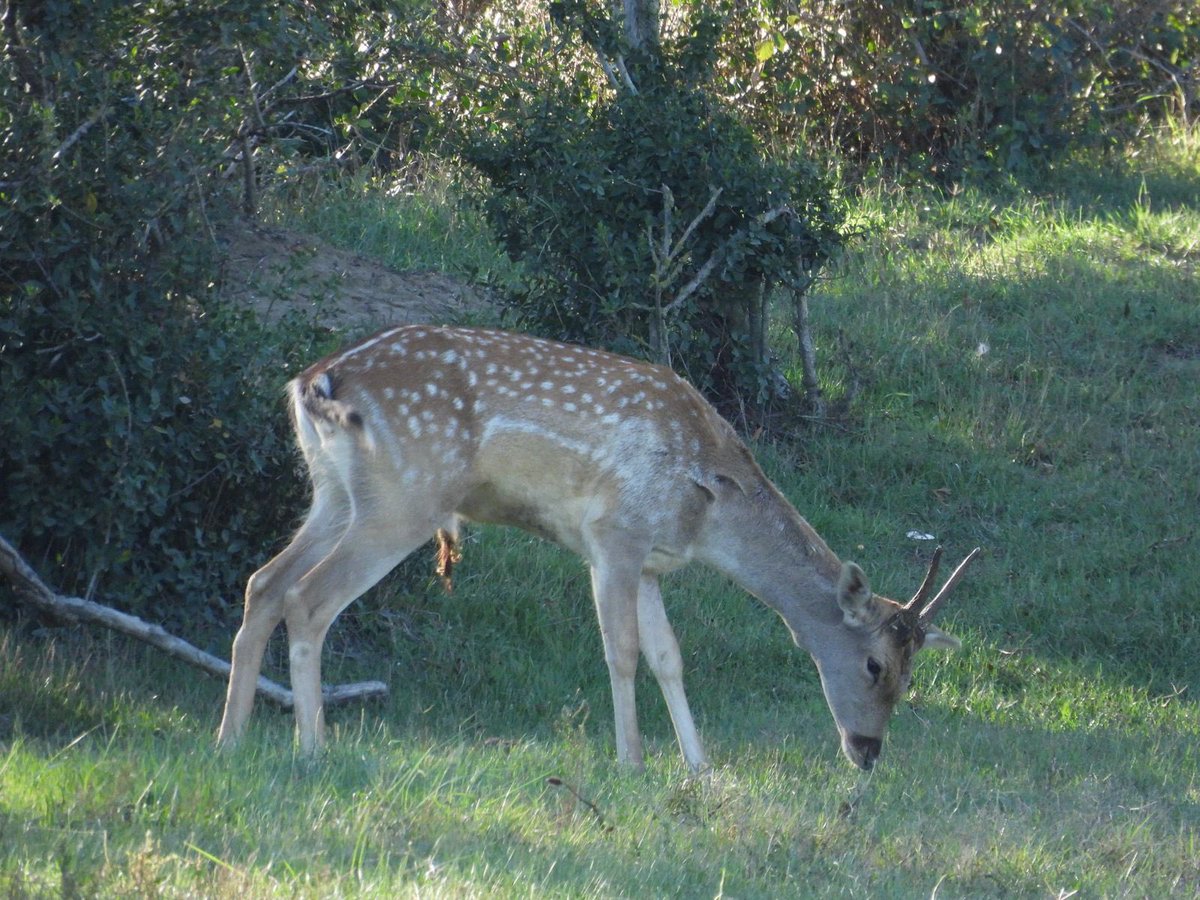 Pere Alzina tweet media