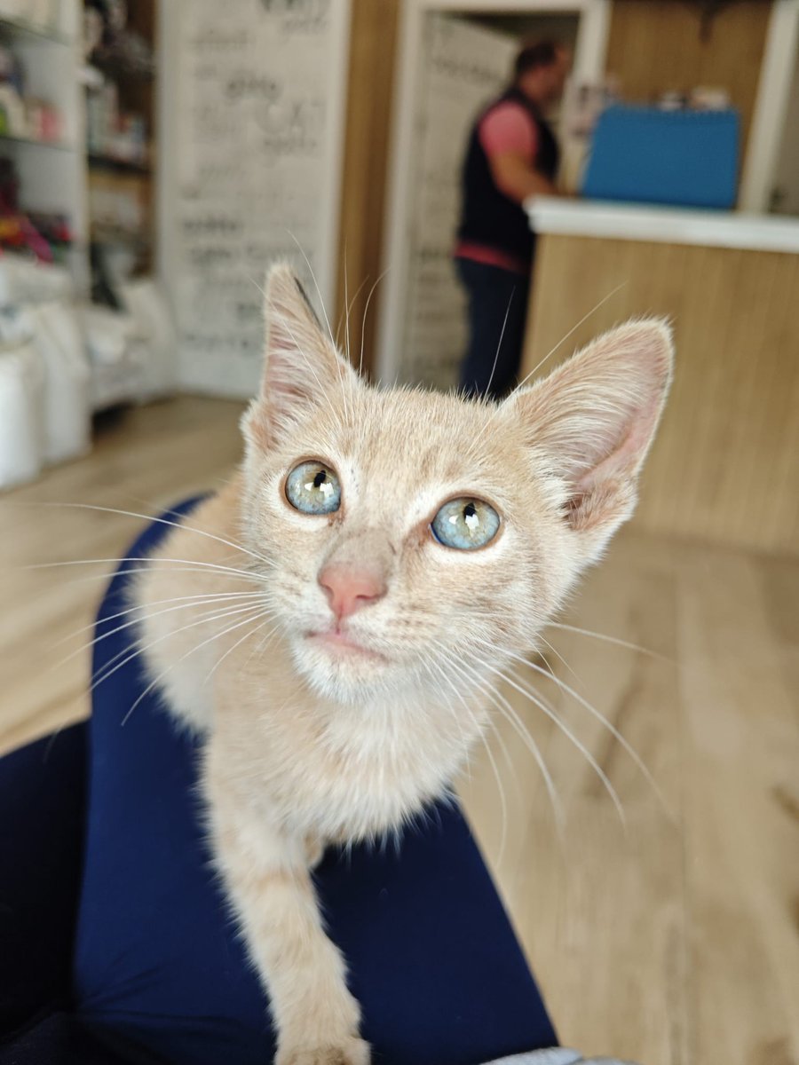 Chispita, gatito rescatado del motor de un coche y muy cariñoso, busca un hogar.

 Adopción responsable: protecciones en ventanas, chip, vacunas y castración.
 Contacto: sonrisaspeludasutrera@gmail.com.

Utrera. Puede viajar.